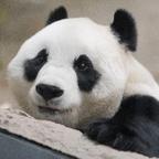 鲜气飘飘的乔大小姐头像