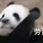 9523头像