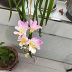 鸿愿桥头像