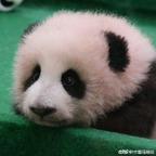 面包脑袋123头像