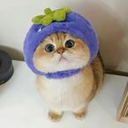 眼睛邓得像铜铃.头像