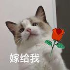 有晚风叙旧头像