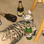 努力当个酒蒙子头像