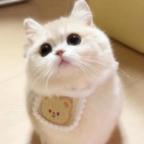 懒喵喵(◣_◢)头像