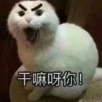 猫命头像