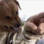   夜袭寡妇村头像