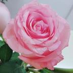 納蘭🌸錦繡头像