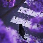 呜～猫喵大王头像