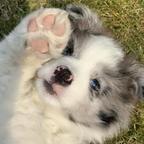 好梦🐾头像
