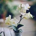 人生微语.芙蓉头像
