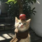 1mo汉堡包🍔头像