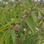 朔望头  像