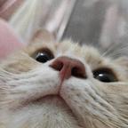 蝶锦头像