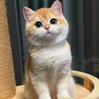 美团骑手4611头像