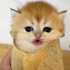 猫猫卷饼头像