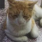 猫猫头像