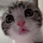猫猫机头像