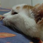 不爱吃鱼的小猫夭夭头像