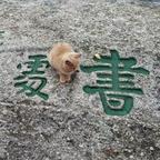 低头浅笑头像