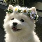 奈野🐾头像
