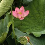爱吃香菜的香菜菜头像