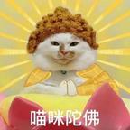 🐱油猫饼吃心不改头像