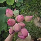 嘎嘣脆啊这个点就饿了头像
