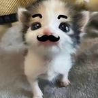 爱看短剧的pixpi头像