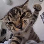 躲。猫猫头像