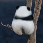 萌panda头像