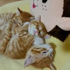 猫耳朵头像