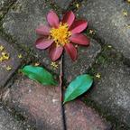 爱吃泡芙的小橘猫头像