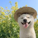 小柴油菜花头像