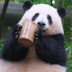 搞笑母熊成和花头像