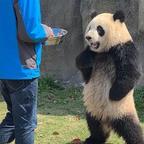蒲公英头像