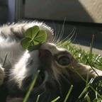 🐾ฅ头像