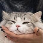 野猪冲撞头像