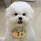 晚风辞wind头像