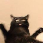 大狸子头像