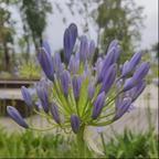 紫花暮悬头像