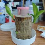 上官影茹2013头像