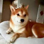 三条弦鱼儿头像