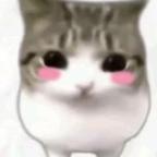小猫头像