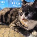 幸福美男子头像