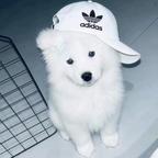 张某马年大吉头像