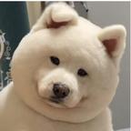 三土头像