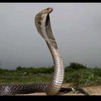 厌恶AI的毒🐍%头像