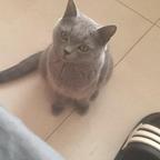 刺猬头像
