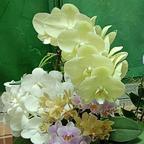 呜呜呜～哄哄头像
