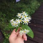 浅浅潜潜水头像